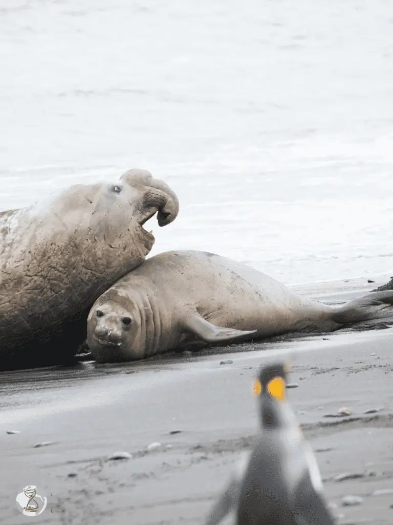 Elephant seal and pup resting together on a quiet sandy beach