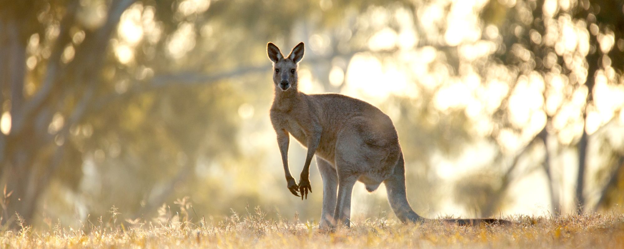 PLACES TO VISIT IN AUSTRALIA visual data 8