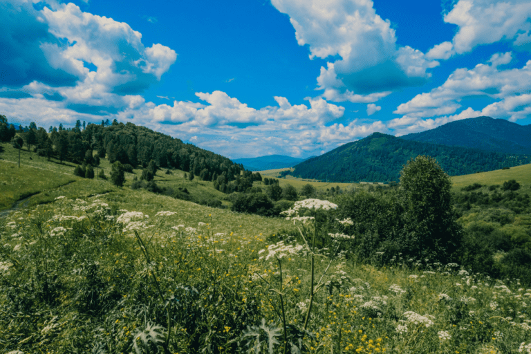 Scenic View of Green Fields and Mountains in Altai