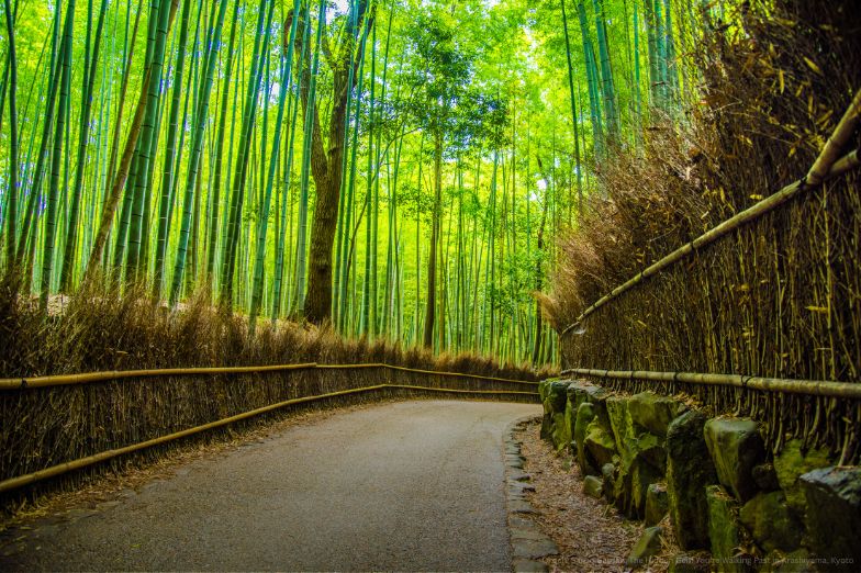 Beautiful Bamboo forest in Arashiyama at Kyoto