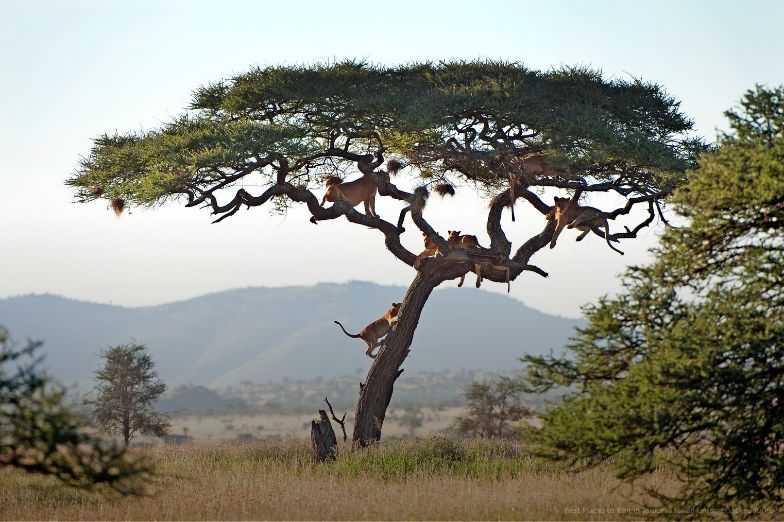 Climbing lions, Serengeti National Park, Tanzania