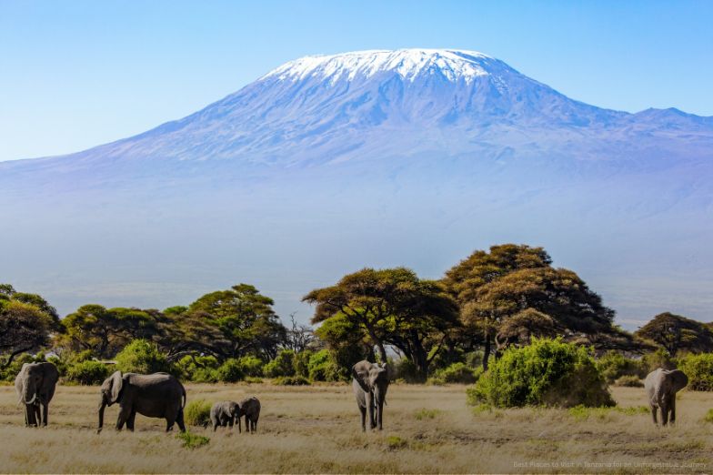 Elephants grazes at Mount Kilimanjaro