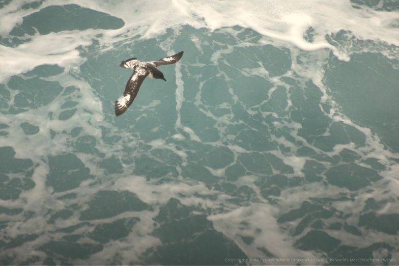 A bird flying above the Drake Passage