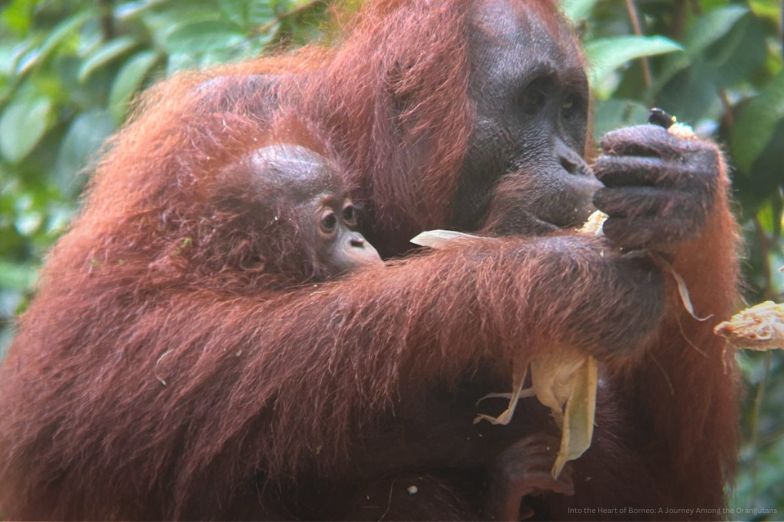 Orangutans in Borneo