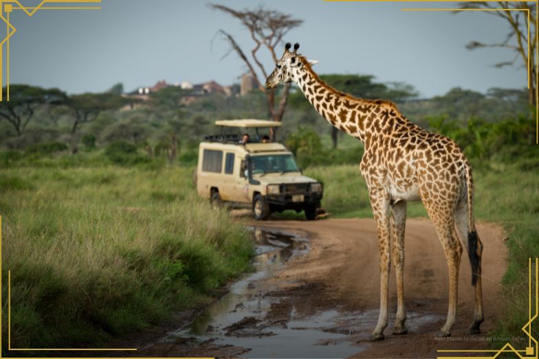 Masai Giraffe Blocking Flooded Track For Jeep