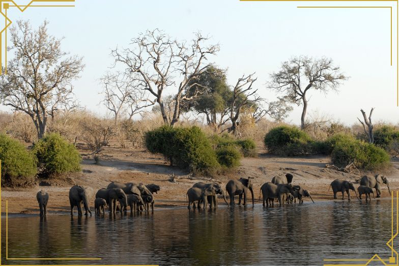 Large elephant populations