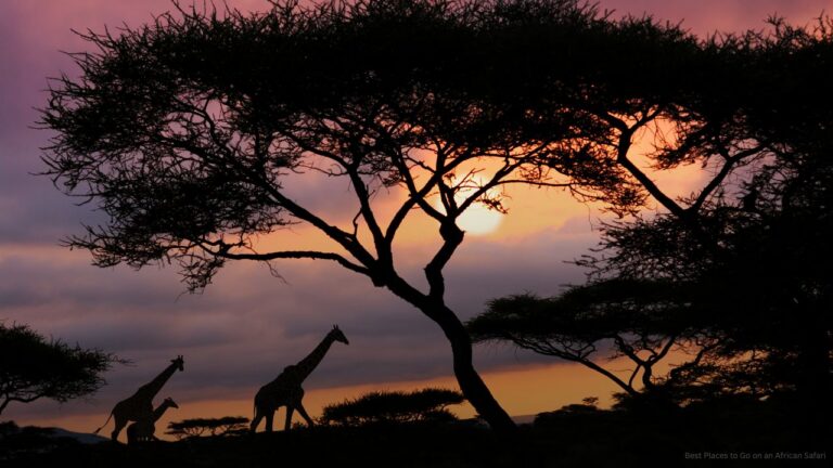 African safari sunset