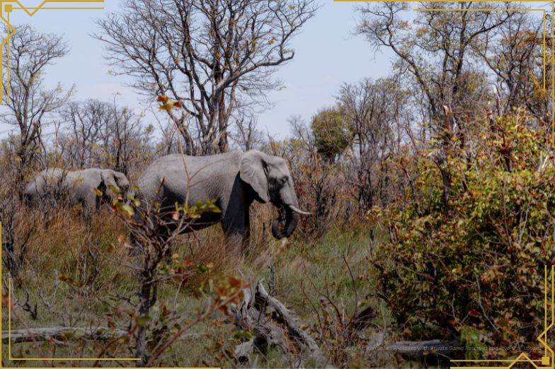 African Elephant Moremi Game Reserve