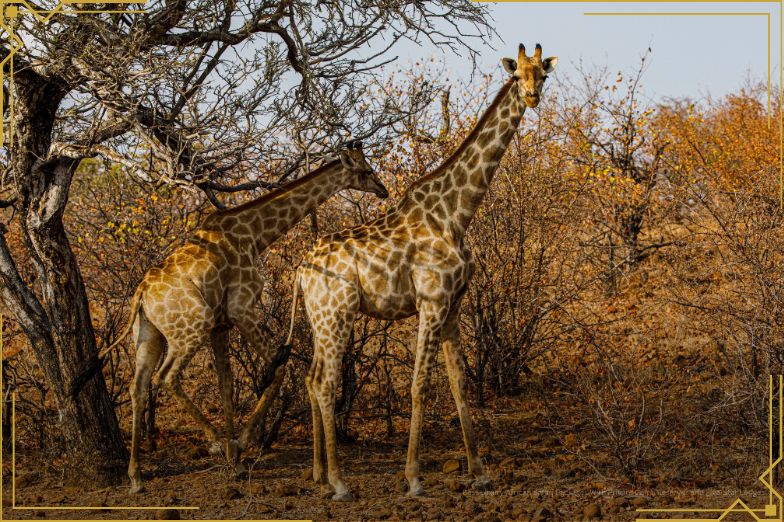 Giraffe in Botswana