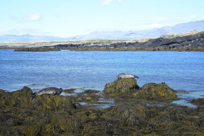 Seals resting on mossy rocks at Ytri Tunga Beach