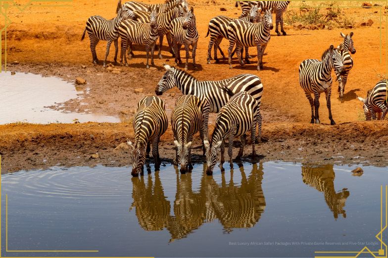 Herd of Zebra drinking water